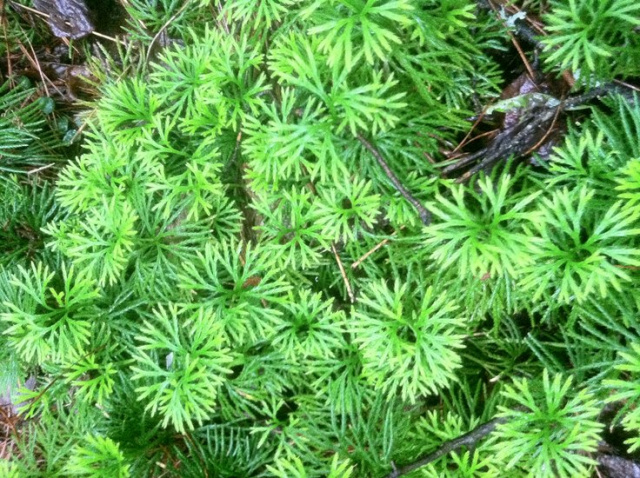 GROUND CEDAR GROUND COVER