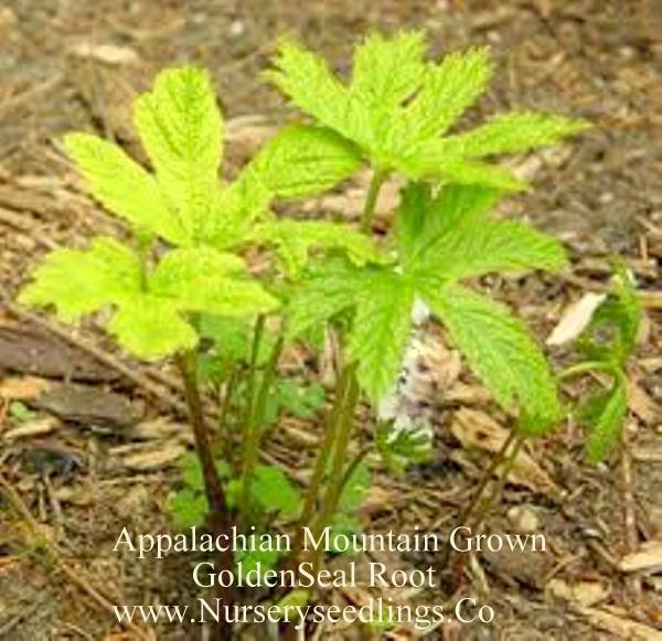 Appalachian Mountain Grown GoldenSeal Starter Seedlings  Qty- 6 