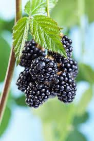 Fast Growing Blackberry Bush 24 inch to 36 inch tall