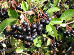 Black Chokeberry Bush 36 inch to 48 inch tall