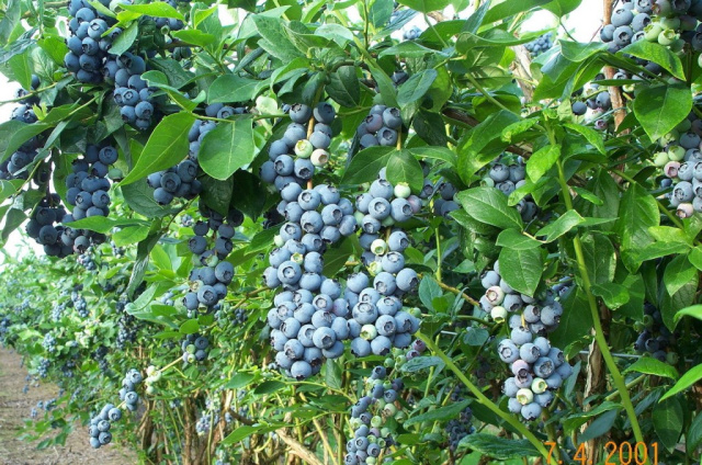 Blue Ridge Blueberry Bush 12 inch to 24 inch  tall 