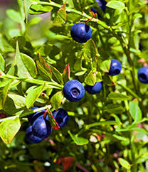 Fast Growing Mountain Huckleberry 12 inch to 24 inch tall