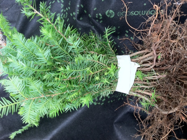 !! E. HEMLOCK TREE QUANTITY(8)FRESH STARTER SEEDLINGS 