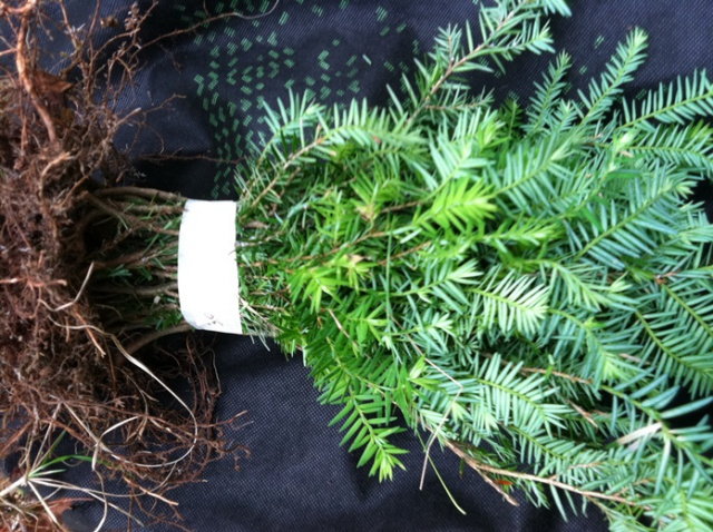 EASTERN HEMLOCK PINE SAPLING SEEDLING 12 INCH (EACH )  