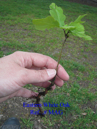 QTY-45 EASTERN WHITE OAK  STARTER SEEDLINGS 6-8 INCHES TALL 