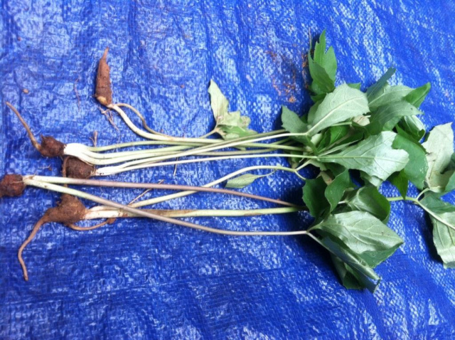 Qty-6 GOLDENSEAL ROOT STARTER SEEDLINGS 