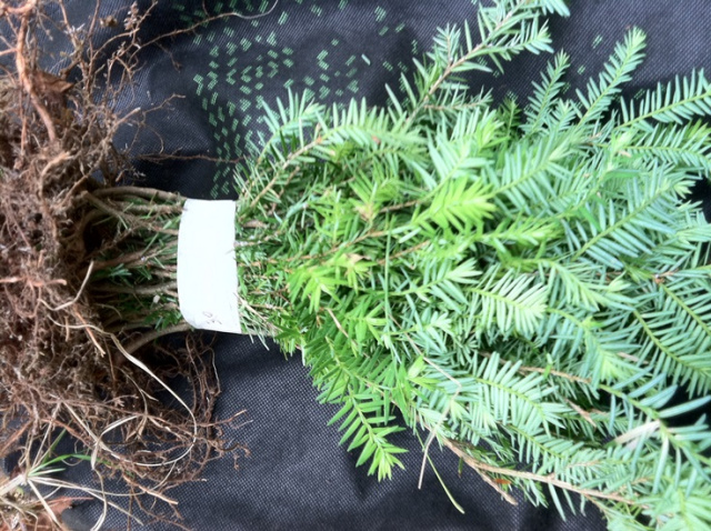 Eastern Hemlock Starter seedlings Qty-12