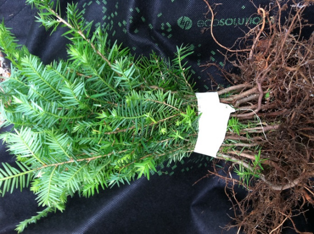 Eastern Hemlock Starter seedlings Qty-25