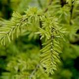 EASTERN HEMLOCK QTY-8 FRESH STARTER SEEDLINGS