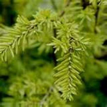 Canadian Hemlock - Tsuga canadensis