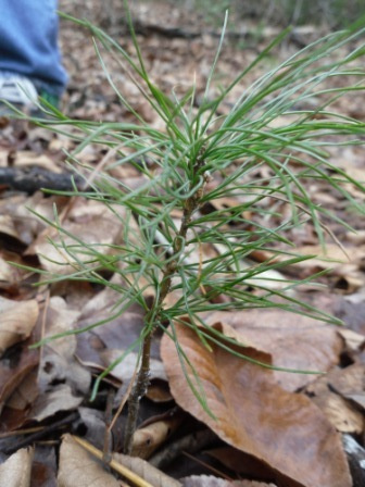MRG) 10 WHITE PINE TREE SEEDLINGS