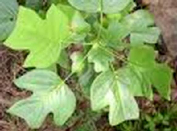 Flowering Yellow Tulip Poplar seedling 22 inch transplant 