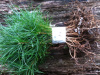 A++NURSERY WHITE PINE TREE (17) SEEDLINGS