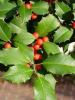 QTY-10  EVERGREEN AMERICAN HOLLY SEEDLINGS