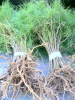 APPALACHIAN MOUNTAIN GROWN  Nursery Seedling Eastern White Pine 15 -18 inch(100)