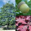 A++++WHITE OAK TREE (20) STARTER SEEDLINGS TAKING RESERVE ORDERS - SPRING 2020