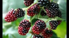 Fast Growing Boysenberry Bush