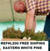 APPALACHIAN MOUNTAIN GROWN FALL / WINTER PLANTING WHITE PINE TREE QUANTITY(200) FREE SHIPPING SEEDLI