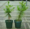 (REF.C.C) FREE SHIPPING (2) WHITE PINE TREE 12 - 15 inch FRESH STARTER SEEDLINGS 