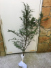 EASTERN HEMLOCK 24 INCHES TALL 