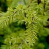 EASTERN HEMLOCK PINE SAPLING SEEDLING 24 INCH (EACH )  