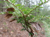 l)  HEMLOCK TREE QUANTITY(30) FRESH STARTER SEEDLINGS