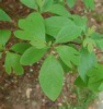 SASSAFRASS  SEEDLINGS  QUANTITY OF 4 