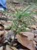 MRG) 10 WHITE PINE TREE SEEDLINGS