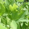  100 YELLOW POPLAR HARDWOOD CUTTINGS FOR ROOTING . 4-6 INCHES TALL. FREE SHIPPING -