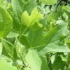 10 inch YELOW TULIP TREE SEEDLINGS Quantity of 30 