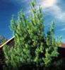 APPALACHIAN MOUNTAIN GROWN  WHITE PINE TREE 4 FOOT STARTER SEEDLINGS 48INCH