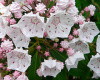 Mountain Laurel Starter Seedling  Qty- 1 